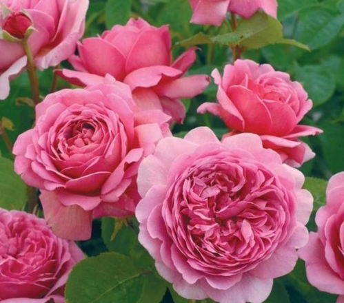 矮仙女月季的花色与特点