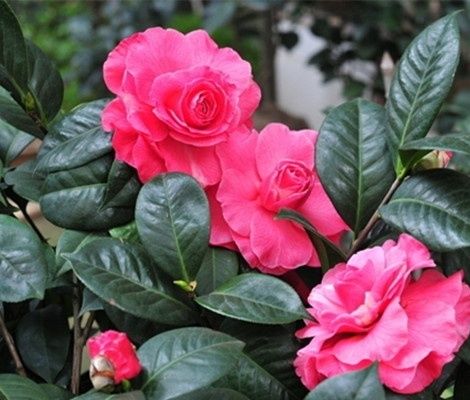 浇水时间， 有讲究