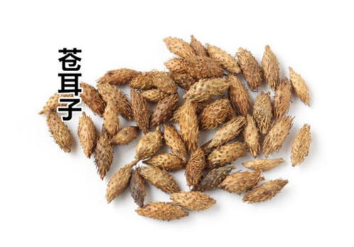 种植苍耳子年入20万靠谱吗？听听老农怎么说