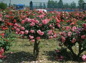 一、观赏效果好 形状独特、层次分明