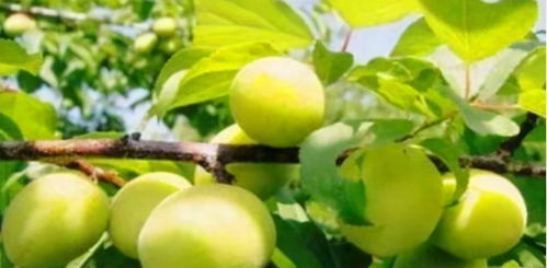 青梅打农药，是真的吗？