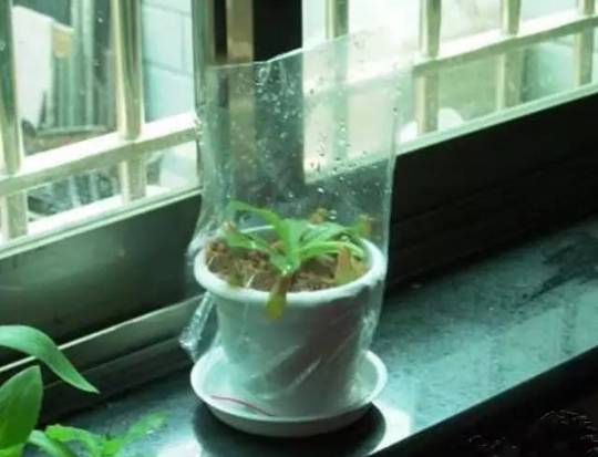 塑料袋对植物生长影响探究：阳光下放置的隐患