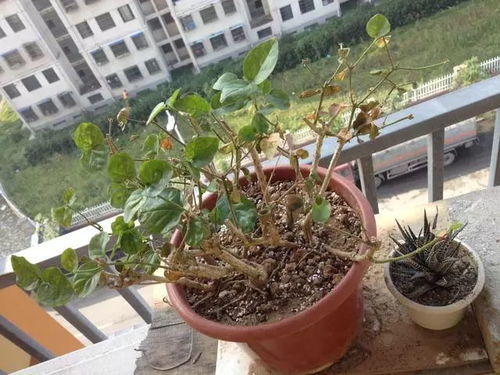 掌握养花的基础经验至关重要