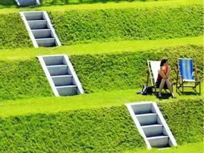 湿地特殊树种， 增添景观特色