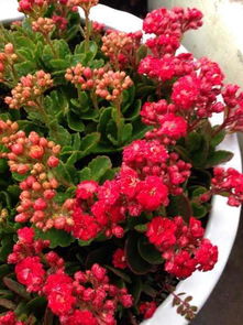 昙花花期如何补充肥料？肥料种类和施用方法有哪些