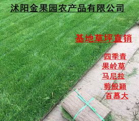 果岭草在上海冬季不会枯萎