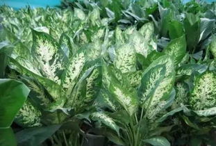 喜欢疏松肥沃、 排水良好的微酸性土壤