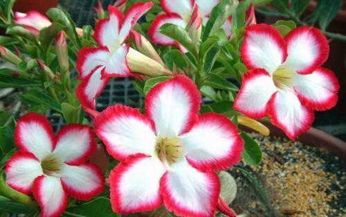 5. 保暖措施要到位，让玫瑰花温暖过冬