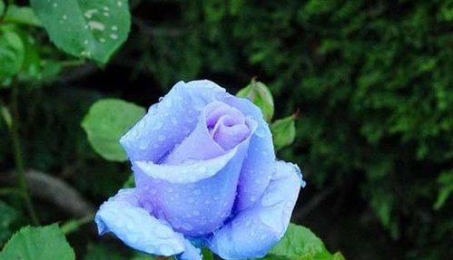 月季：永恒爱情