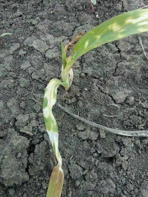 喷施植物生长调节剂， 助果树恢复