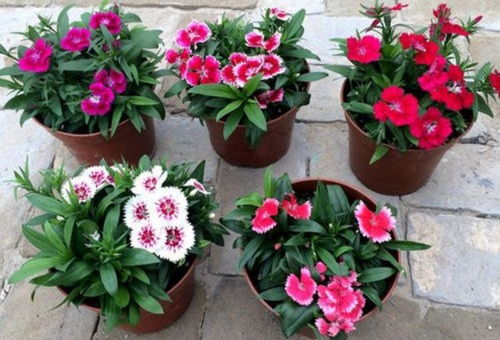 多年生花卉对比表