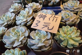 玉泉营鲜花市场怎么走？地铁直达