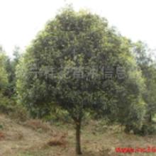 桂花树苗哪里买