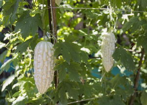 先说说 咱们得了解它的发病原因