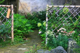 红千层：热带庭院必备