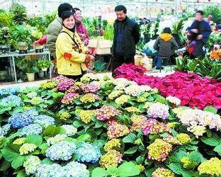 郑州陈砦花卉交易市场：春节期间花卉品种大集合
