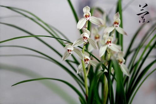 灌根的频率和浓度控制