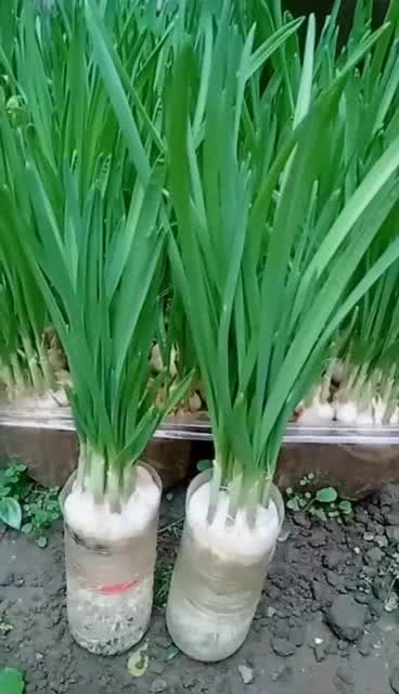 挑选蒜头，学问可大了