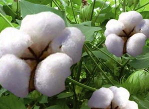 杂交棉花品种种植方式需改进，以适应现代农业发展需求