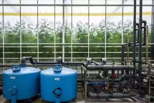 梅雨季养猪场湿度控制：科学通风