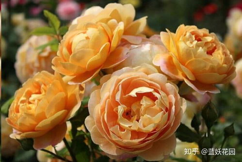 2. 增加浇水次数， 稀释一下药效