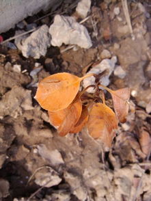 山东地区红叶石楠病害和养护要点