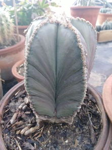 无刺仙人球， 形态各异