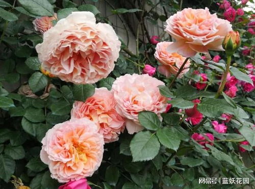 春天施肥， 叶子枝繁叶茂