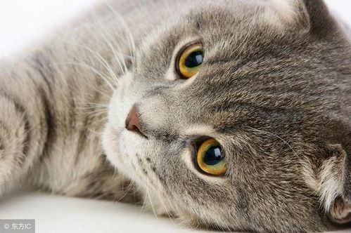 猫咪有机磷农药中毒的症状和治疗方法