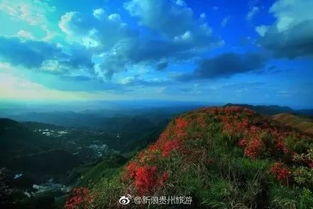 贵州杜鹃花海在哪里？最佳观赏时间和地点是哪里