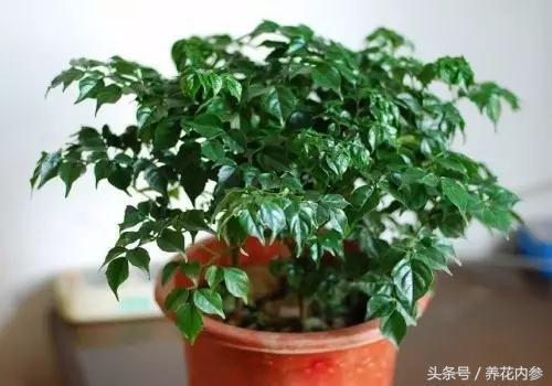幸福树浇水频率和浇水量如何控制才能保证其健康成长