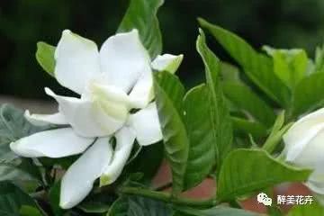 栀子花在不同季节浇水频率如何调整