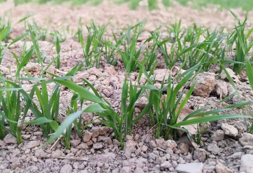 今天可以喷施除草剂吗？现在适合给小麦打除草剂吗？