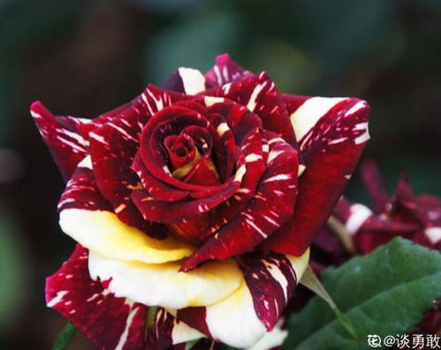 科斯特系列：微型月季， 色彩丰富