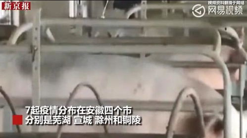 春季猪瘟易爆发，如何有效预防