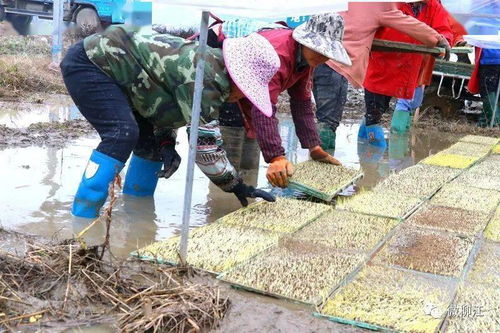 举个例子：河南周口的李大姐， 种出亩产干货420公斤