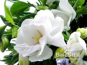 桅子花的肥料小秘密