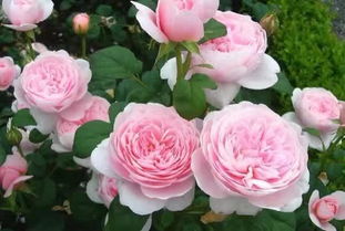 月季花中的清新佳人——瑞典女王