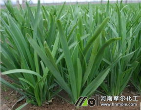 韭菜种植时使用什么肥料能让其生长更旺盛