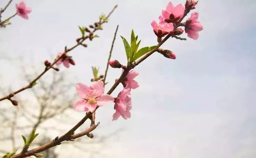新手如何识别花儿