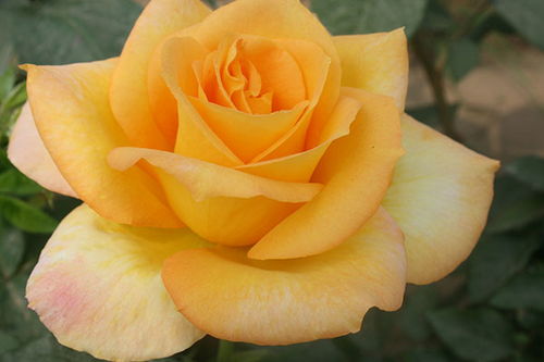 南阳月季基地的美丽风景