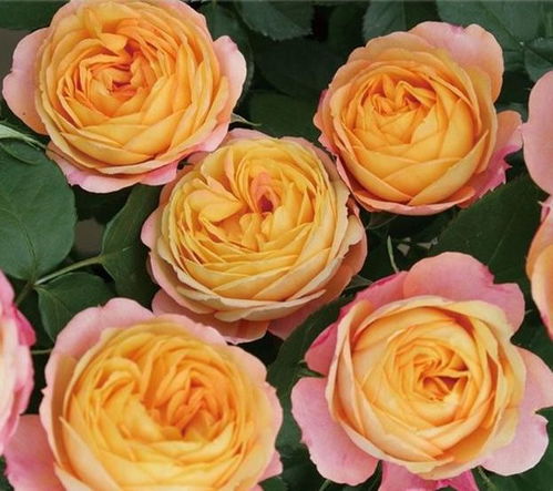 阴雨天月季怎么办？