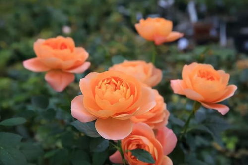 果汁阳台，花朵如guo汁般浓郁