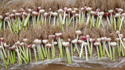 病虫害防治，关键在防范