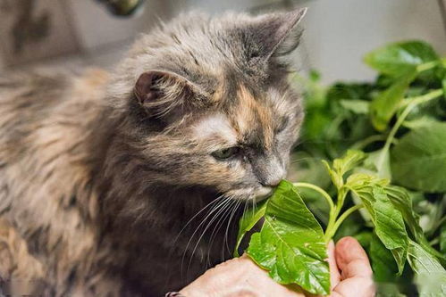 猫薄荷种植应用指南中，如何有效利用猫薄荷的驱虫作用来提高猫咪健康水平