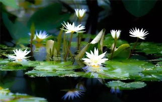 睡莲揭秘：单性花，花界清流！