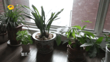 甲醛克星植物排行榜，你知道哪些