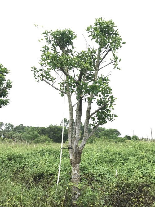 和顺树，一种具有风水作用的树木
