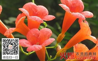 凌霄花种植方法有哪些？养护时需要注意哪些小妙招