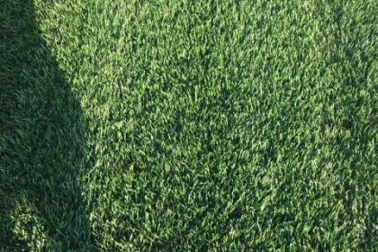 草坪变秃头，原来草种有问题